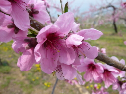 桃の花アップ
